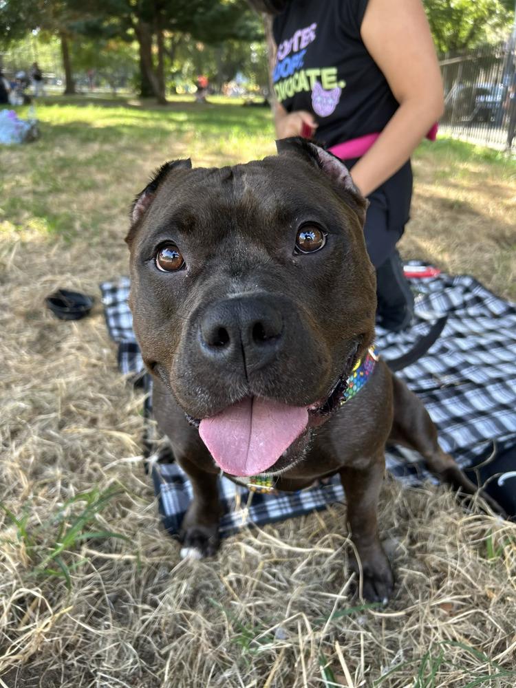 Enlarge Miss Poppi Seed, a Adoptable mixed breed in New York, NY image 4/5