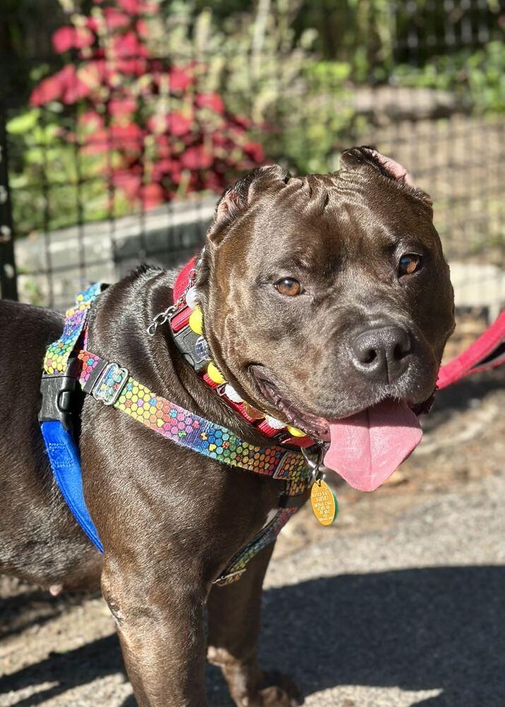 Enlarge Miss Poppi Seed, a Adoptable mixed breed in New York, NY image 5/5