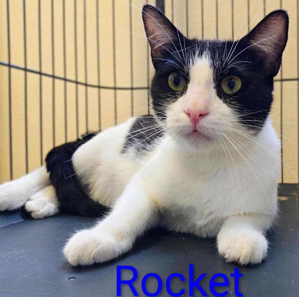 Enlarge Rocket, a Adoptable mixed breed in Mena, AR image 2/2
