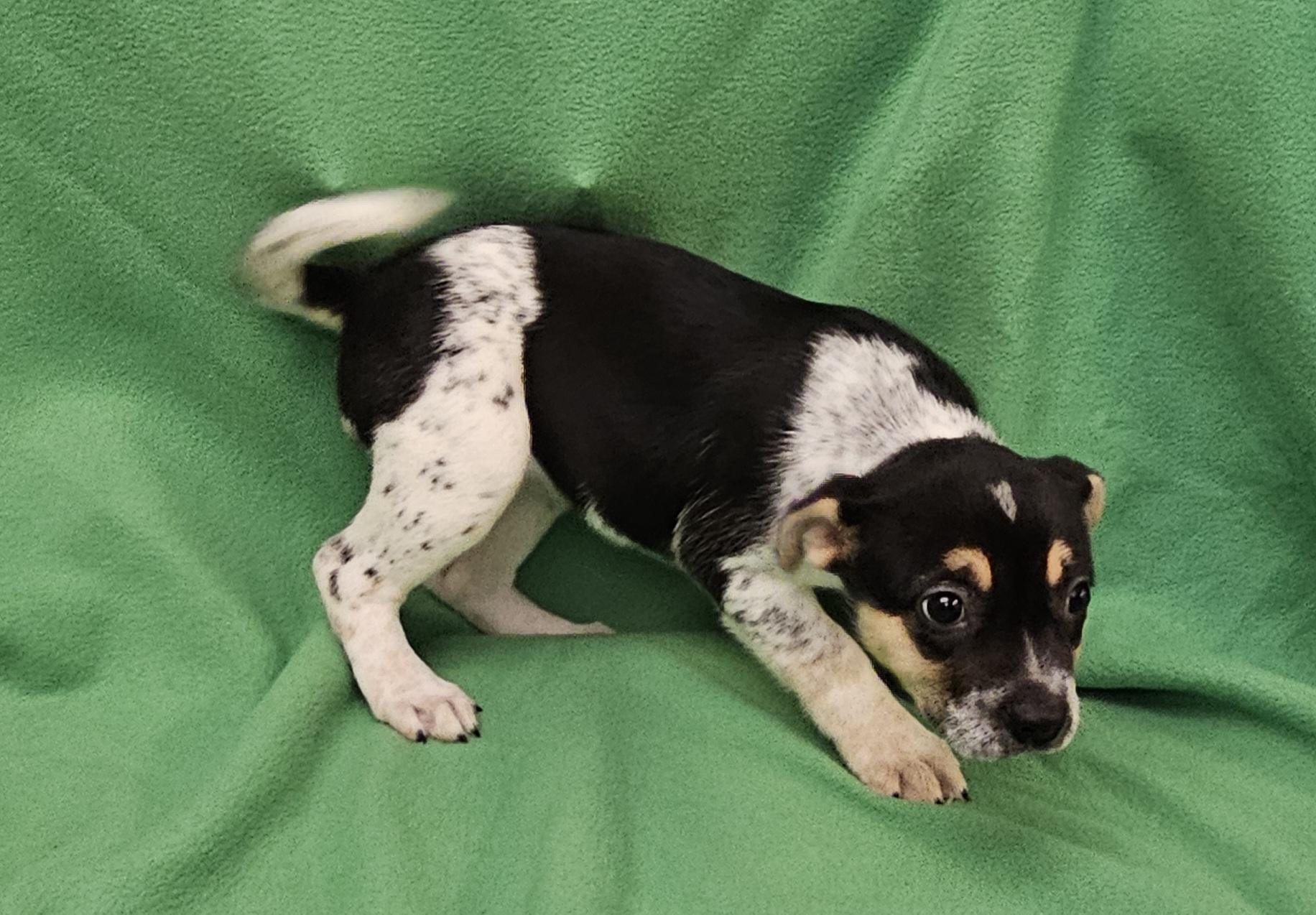 Enlarge Phebe, a ADOPTABLE mixed breed in Salt Lake City, UT image 5/6