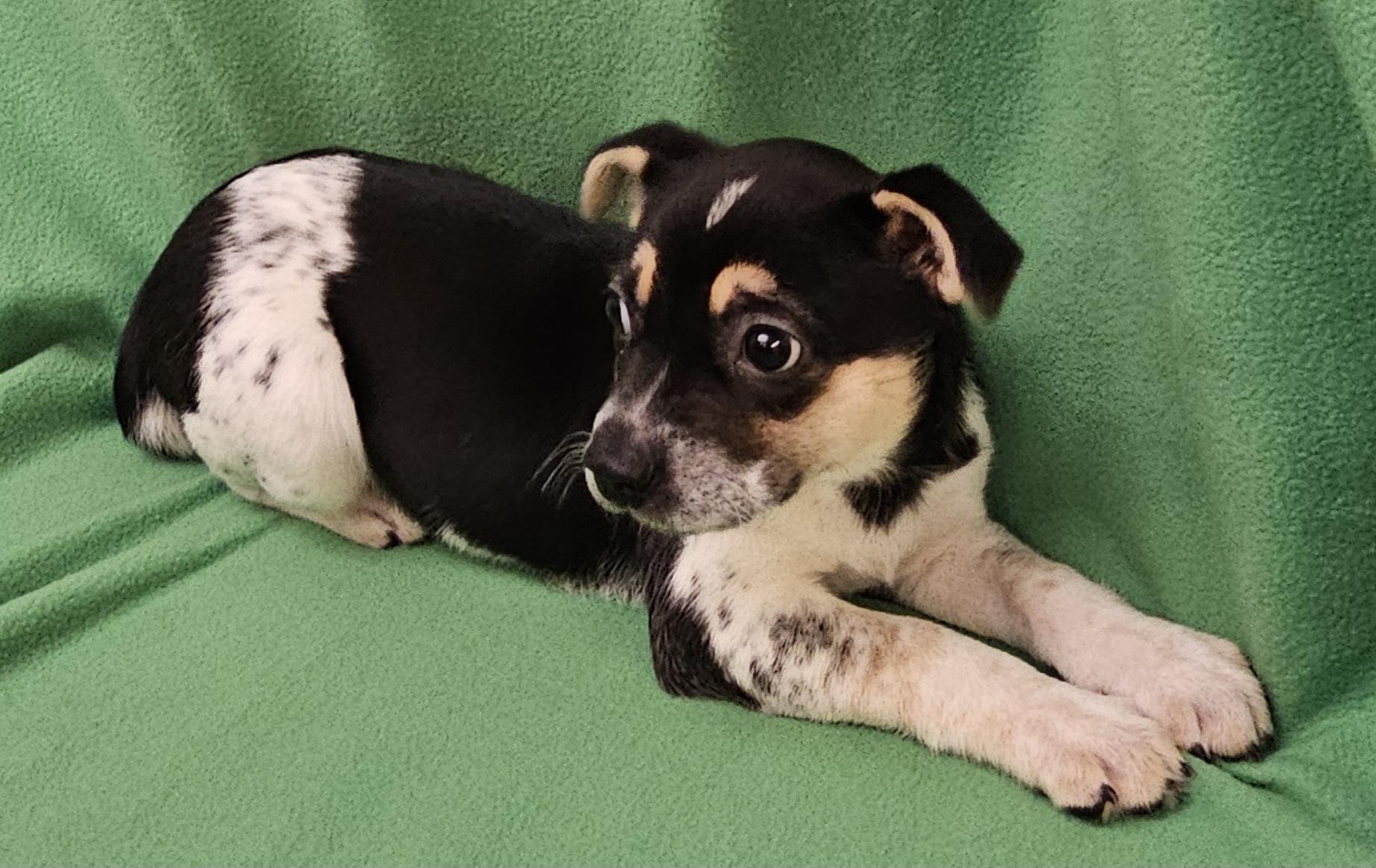 Enlarge Phebe, a ADOPTABLE mixed breed in Salt Lake City, UT image 4/6