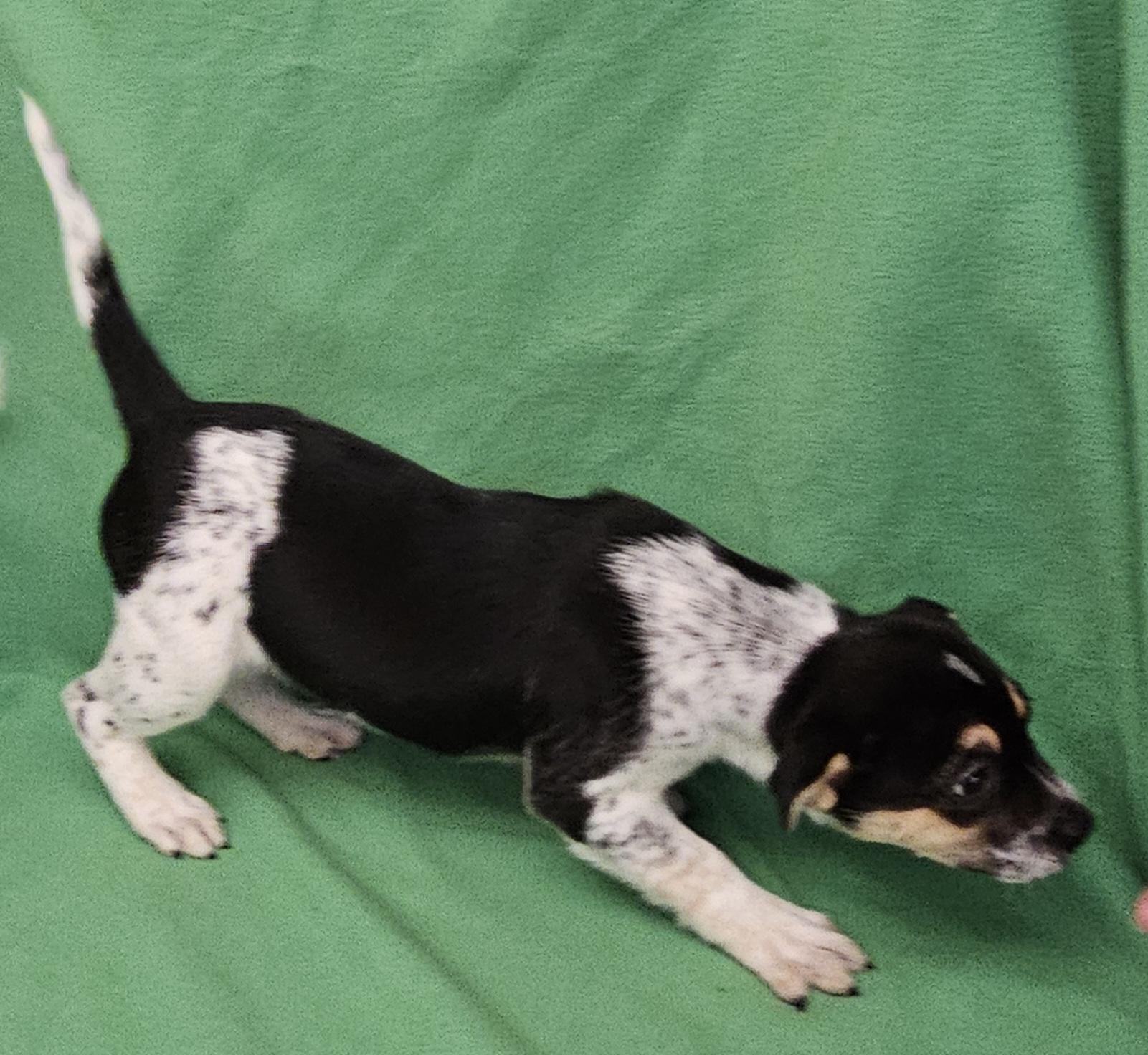 Enlarge Phebe, a ADOPTABLE mixed breed in Salt Lake City, UT image 2/6