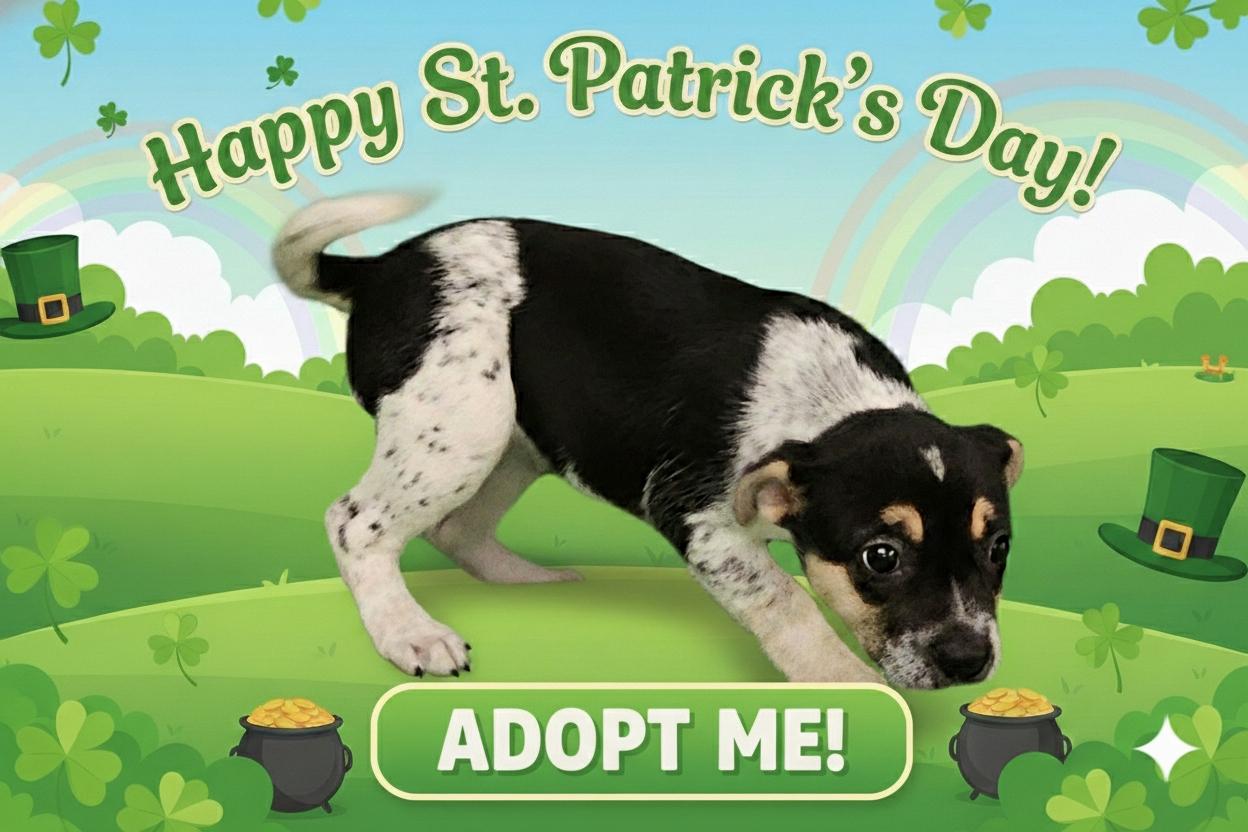 Enlarge Phebe, a ADOPTABLE mixed breed in Salt Lake City, UT image 1/6