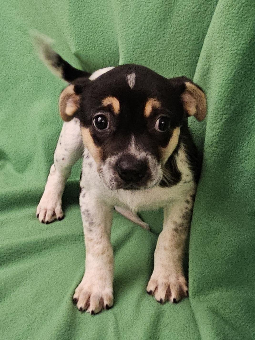 Enlarge Phebe, a ADOPTABLE mixed breed in Salt Lake City, UT image 3/6