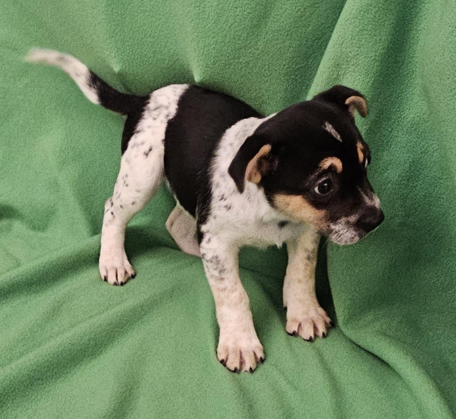 Enlarge Phebe, a ADOPTABLE mixed breed in Salt Lake City, UT image 6/6