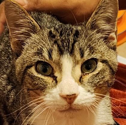 Henry, Adoptable, Kitten Male Domestic Short Hair & Domestic Short Hair.