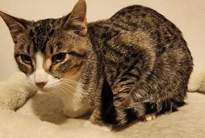 Henry, Adoptable, Kitten Male Domestic Short Hair & Domestic Short Hair.