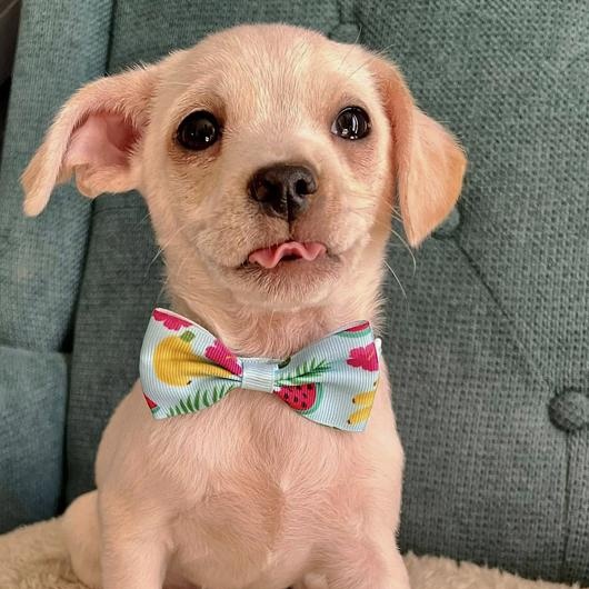 Pipsqueak