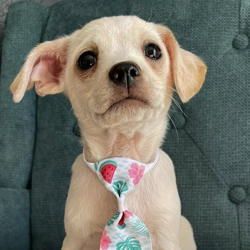 Pipsqueak