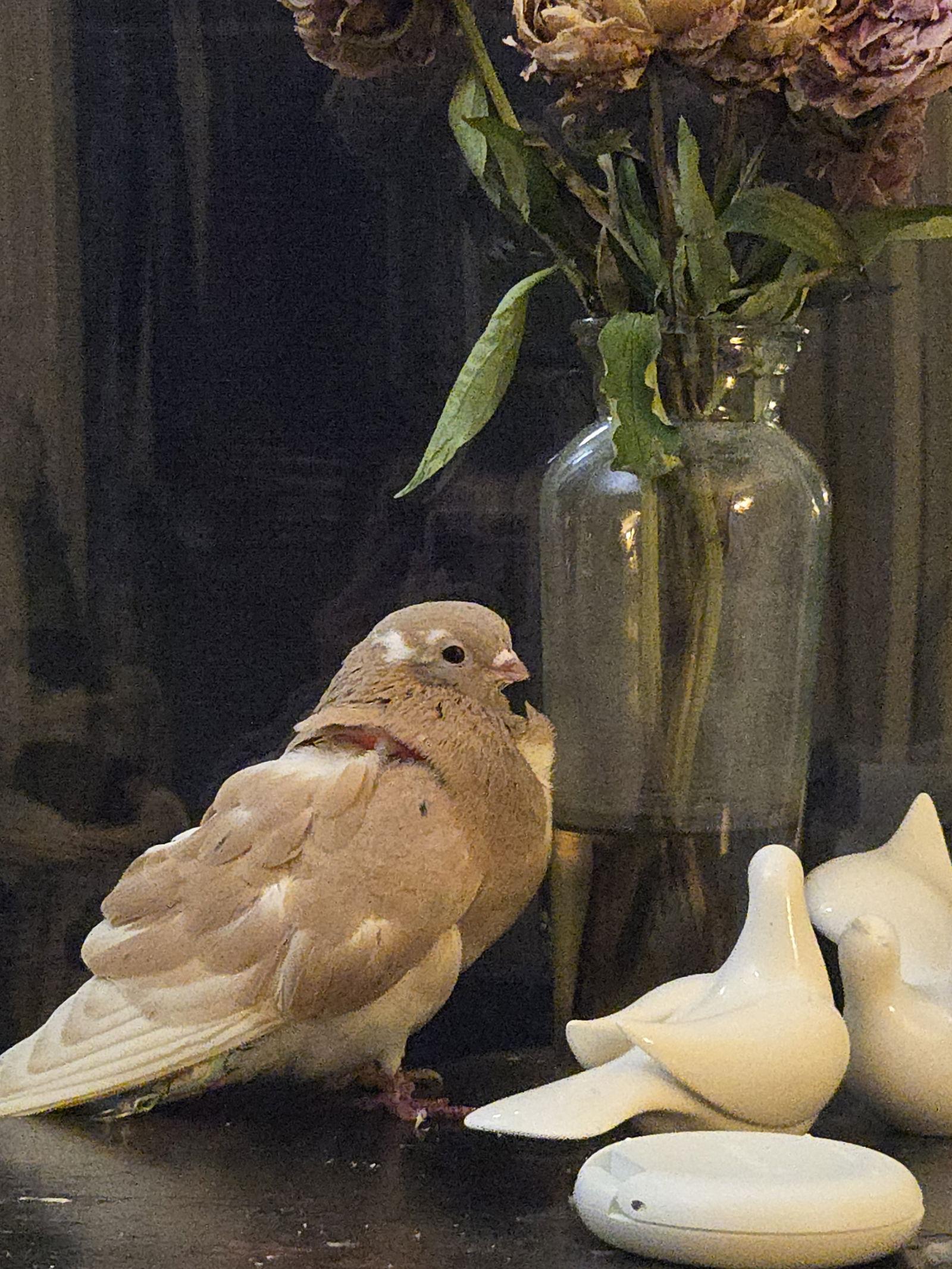 Peach, a Adoptable Pigeon in Aurora, IL image 2/2