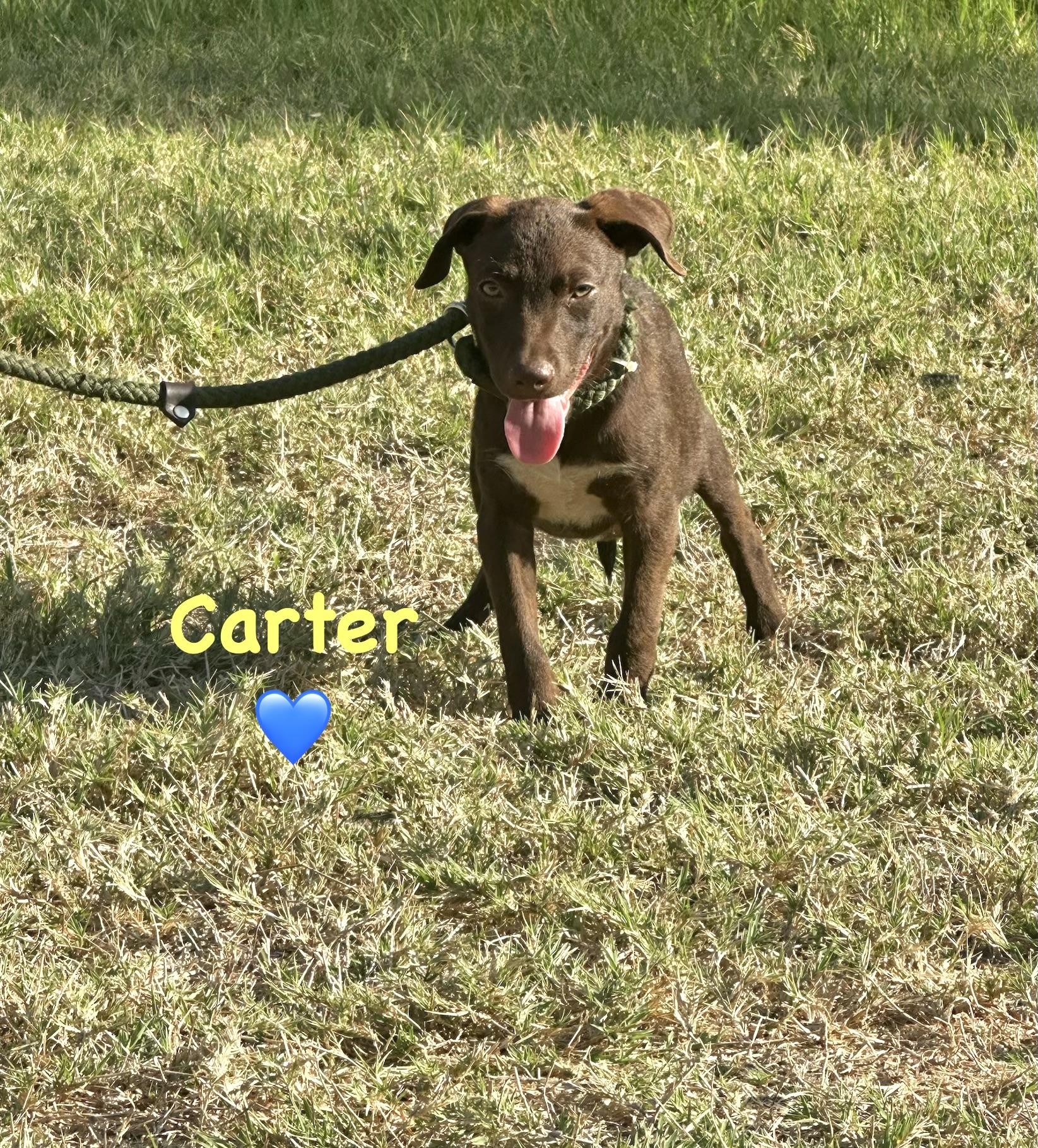 Enlarge Carter, a Adoptable mixed breed in West Islip, NY image 4/5