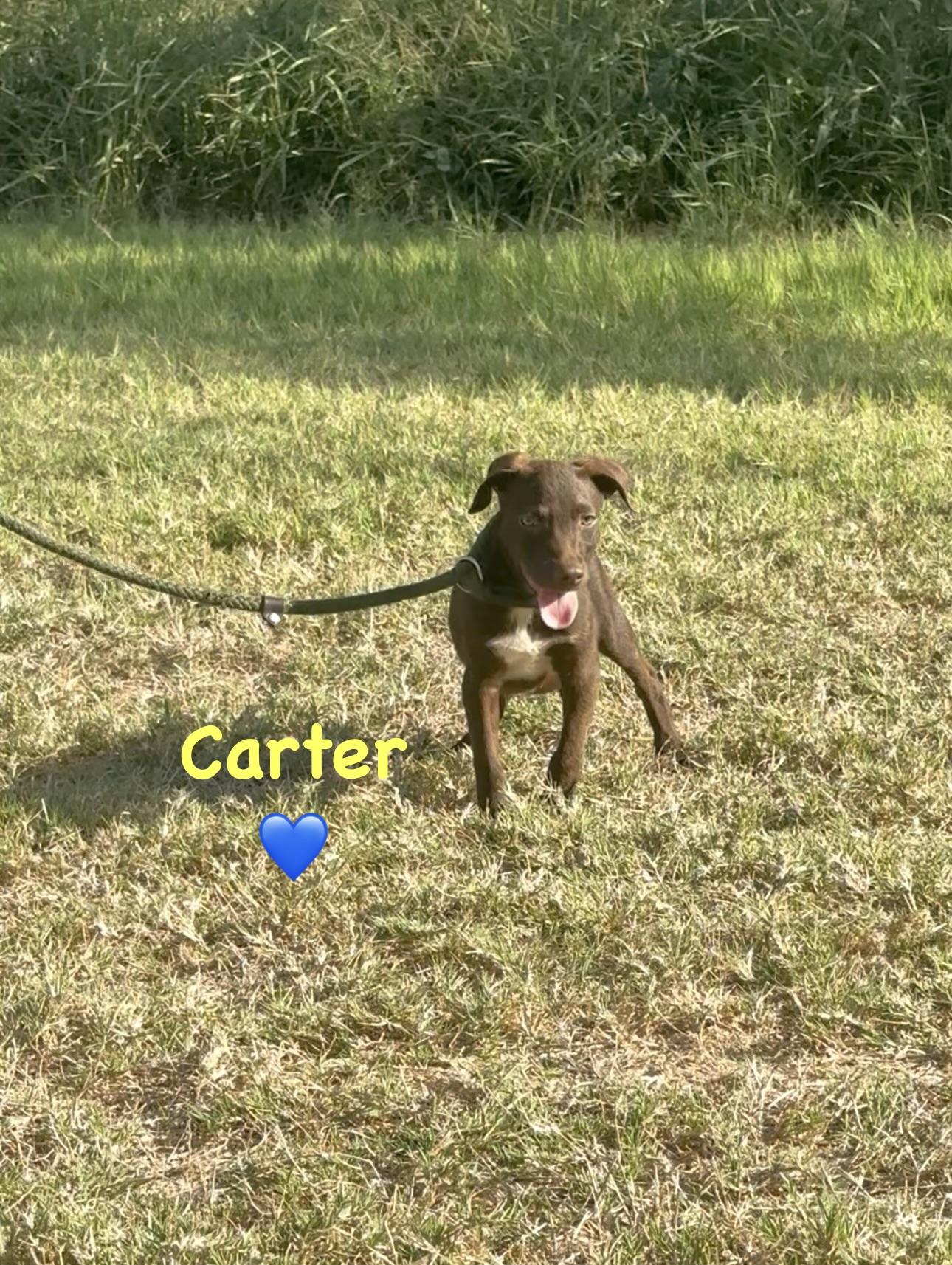 Enlarge Carter, a Adoptable mixed breed in West Islip, NY image 3/5