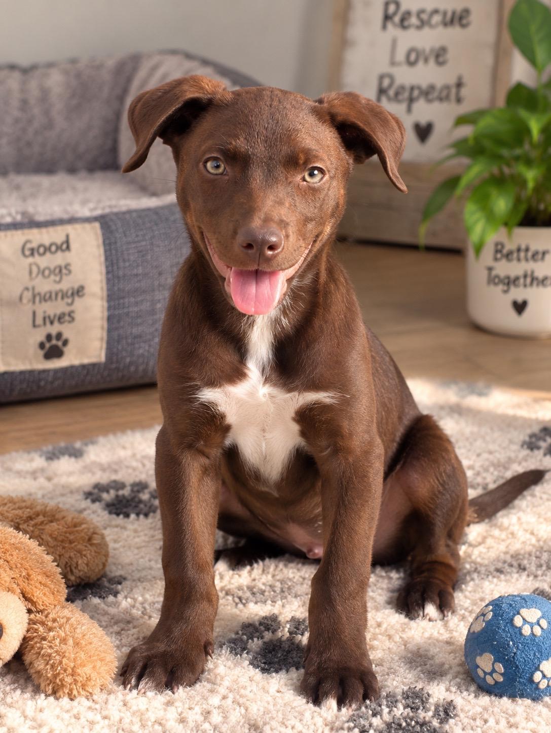 Enlarge Carter, a Adoptable mixed breed in West Islip, NY image 1/5