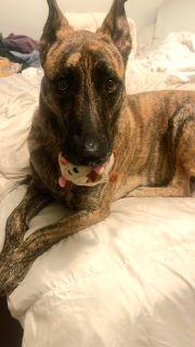 Oaklyn, a ADOPTABLE mixed breed in Schaumburg, IL image 4/5