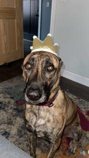 Oaklyn, a ADOPTABLE mixed breed in Schaumburg, IL image 2/5
