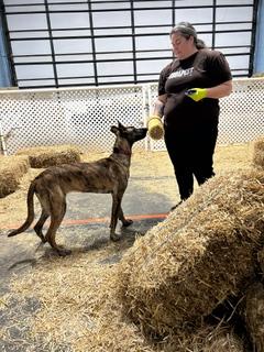 Oaklyn, a ADOPTABLE mixed breed in Schaumburg, IL image 5/5