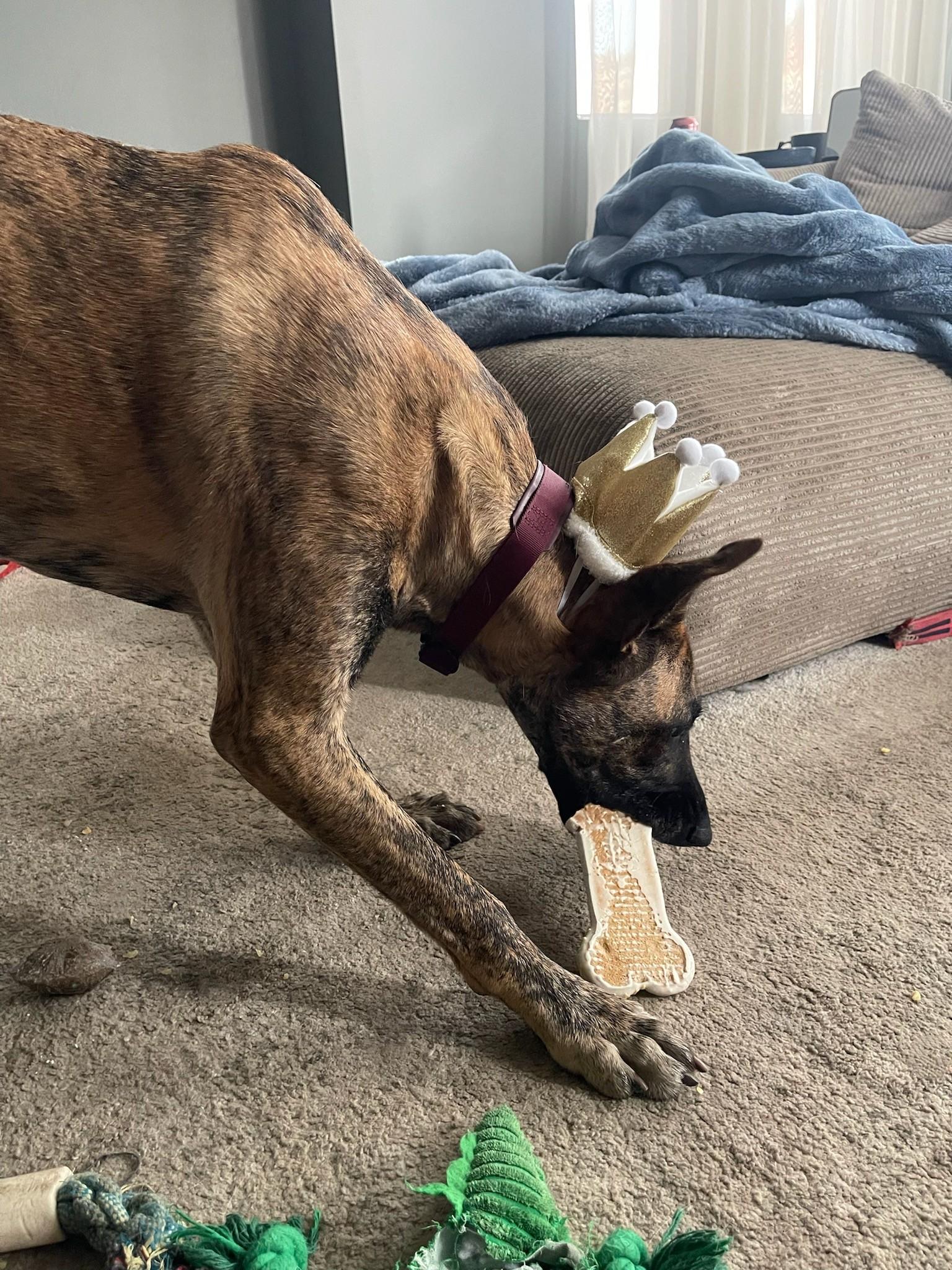 Oaklyn, a ADOPTABLE mixed breed in Schaumburg, IL image 3/5