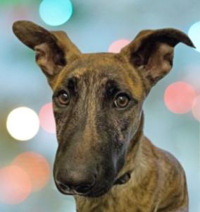 Oaklyn, ADOPTABLE, Young Female Dutch Shepherd.
