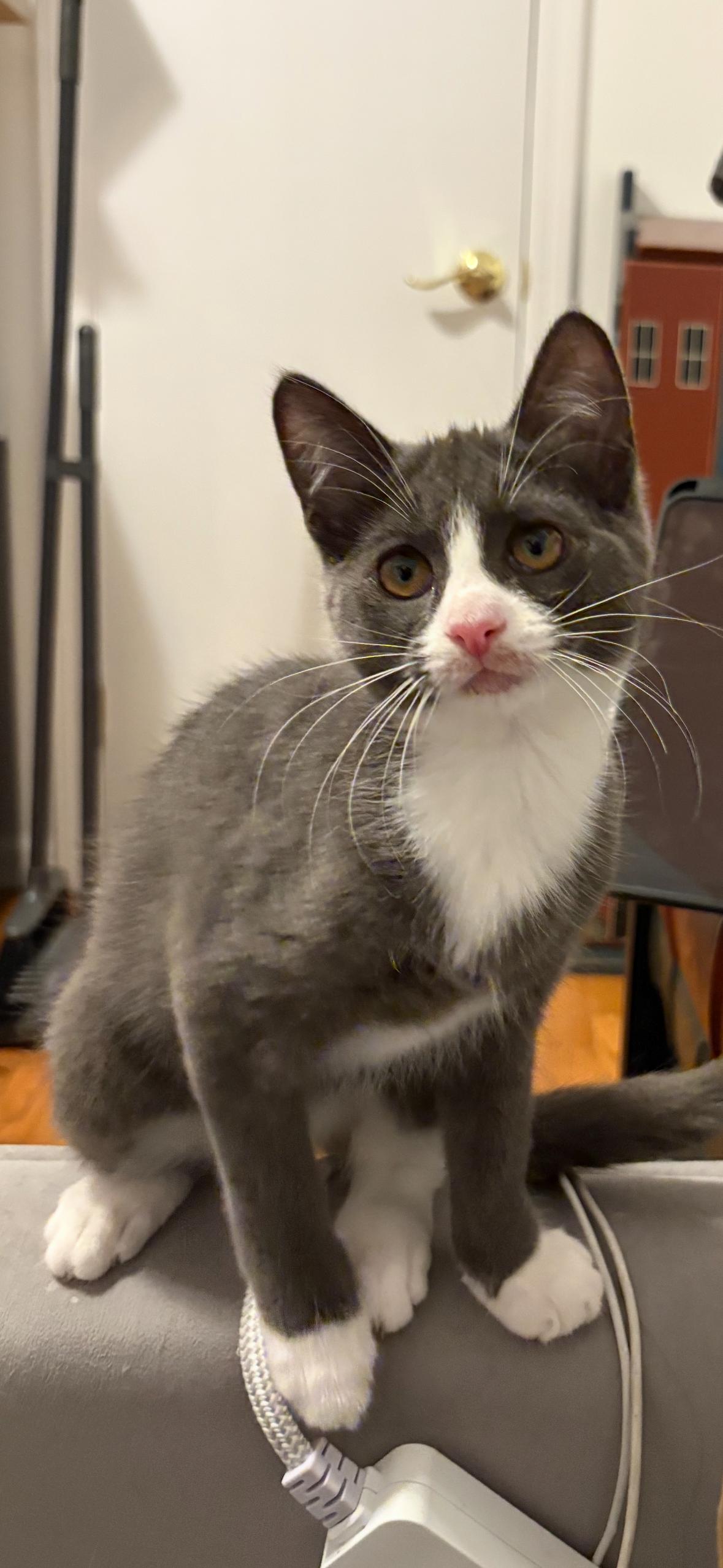 Marshmallow, Adoptable, Kitten Female Domestic Short Hair.