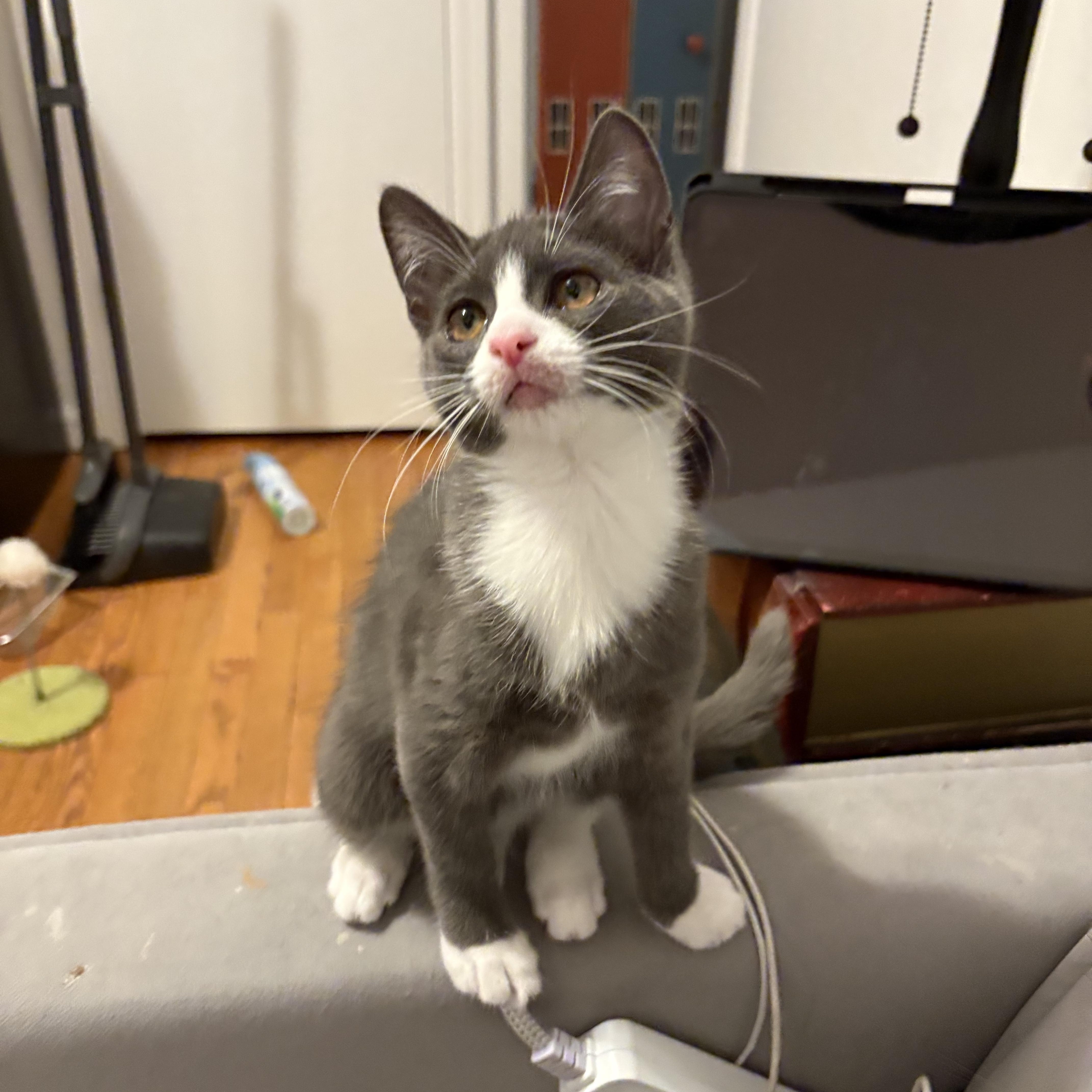 Enlarge Marshmallow, a Adoptable Domestic Short Hair in Ardsley, NY image 2/2