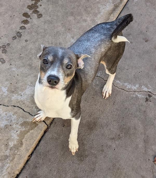 Hugo, Adoptable, Adult Male Terrier.