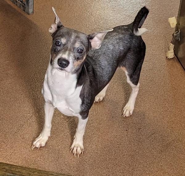 Enlarge Hugo, a Adoptable mixed breed in San Diego, CA image 2/4