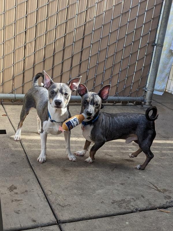 Enlarge Hugo, a Adoptable mixed breed in San Diego, CA image 3/4