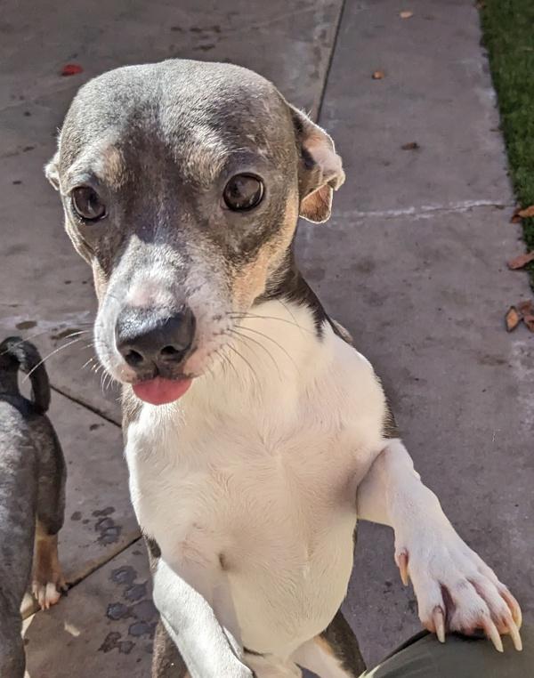 Enlarge Hugo, a Adoptable mixed breed in San Diego, CA image 4/4