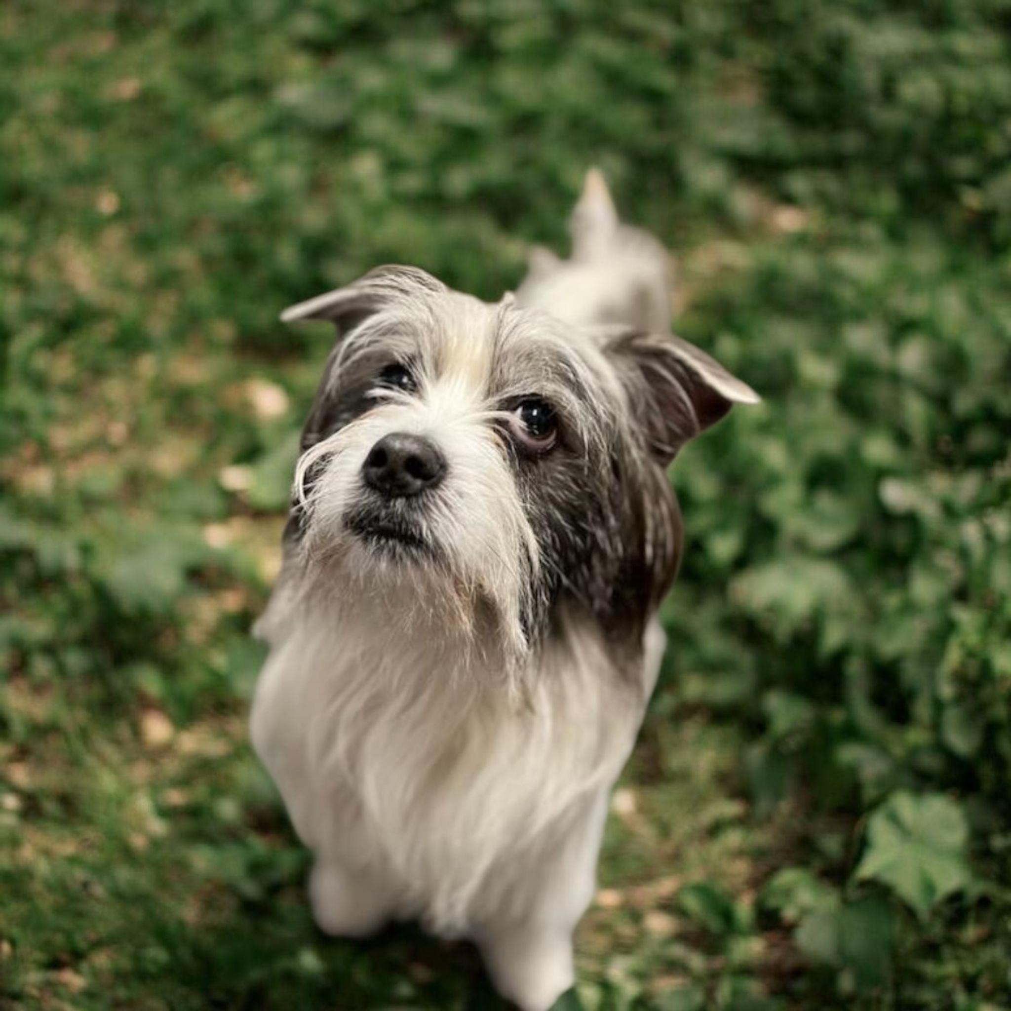 Ozzy photo 6