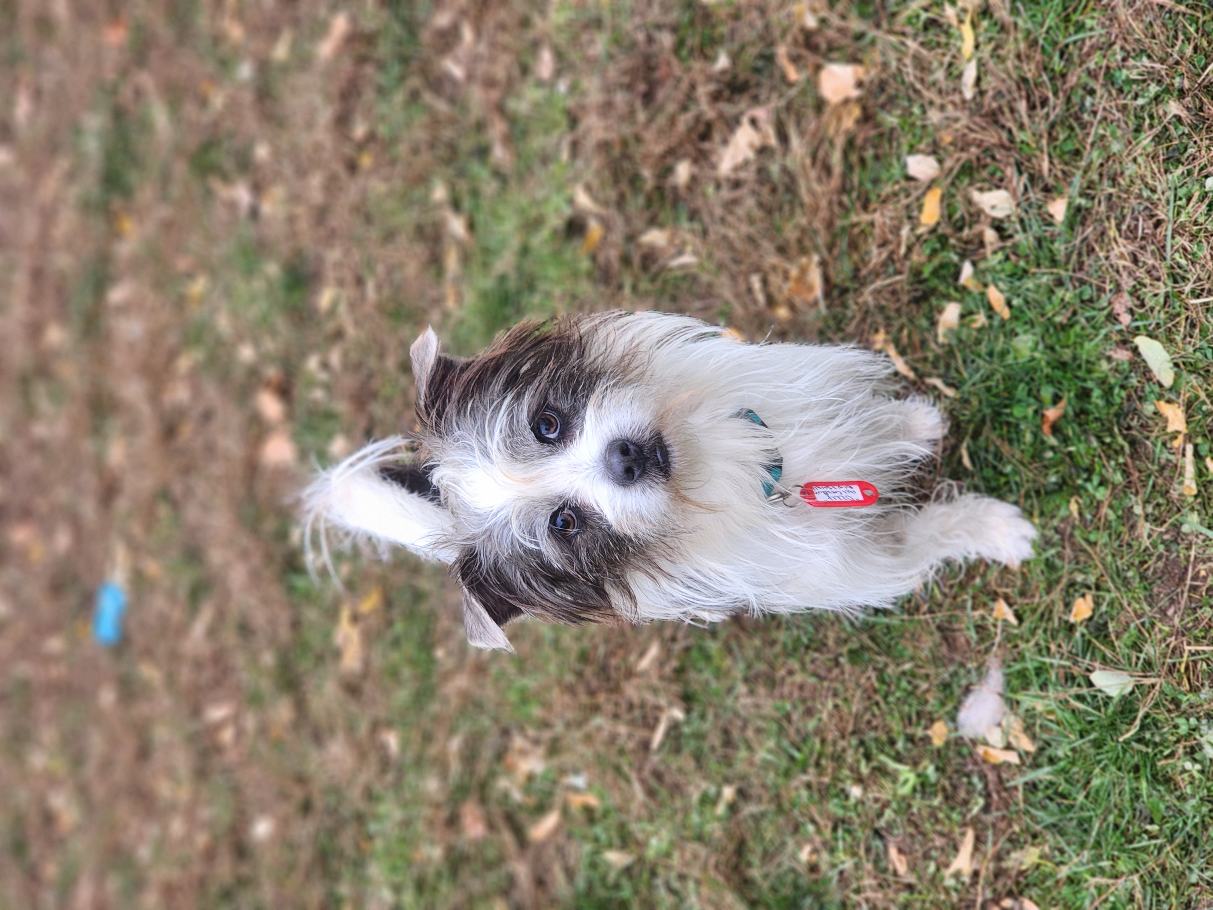 Ozzy photo 4