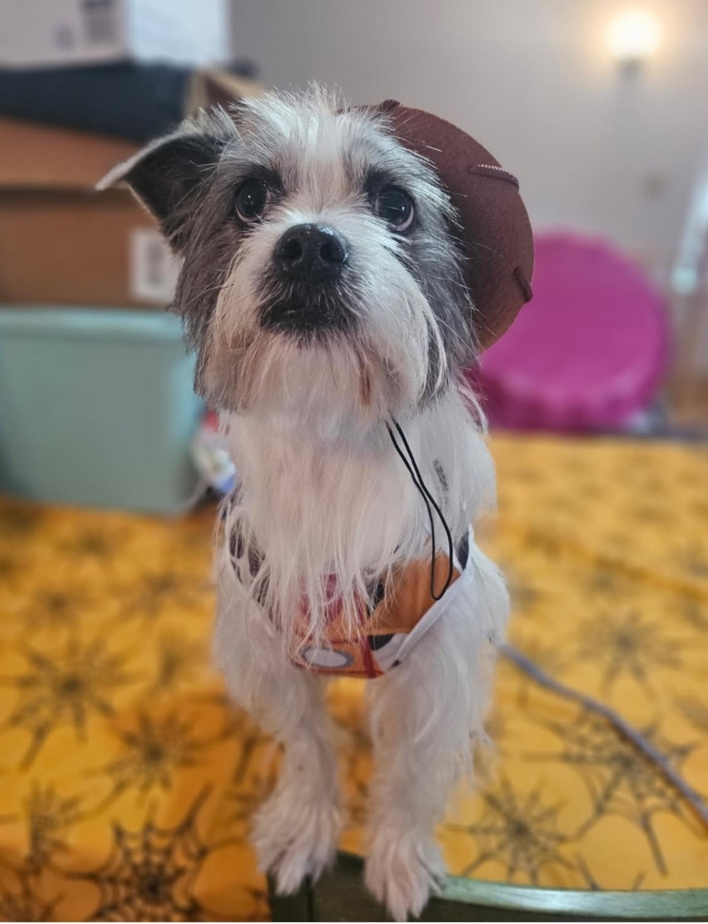 Ozzy, an adoptable Terrier, Shih Tzu in Lacona, NY, 13083 | Photo Image 1