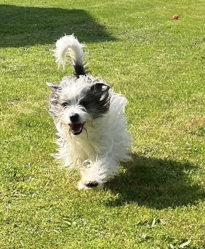 Ozzy, an adoptable Terrier, Shih Tzu in Lacona, NY, 13083 | Photo Image 3