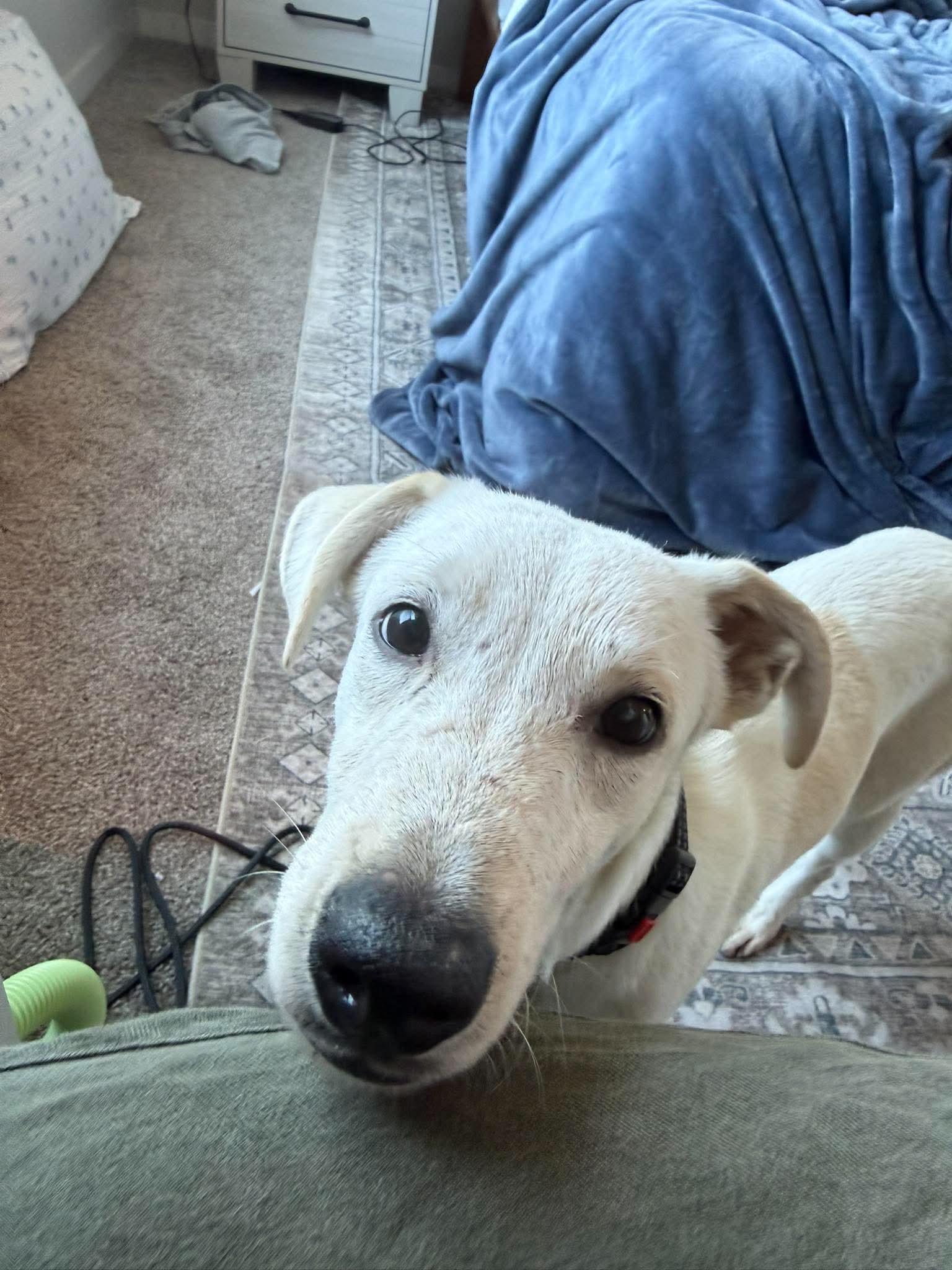 Fenn, Adoptable, Puppy Male English Coonhound.