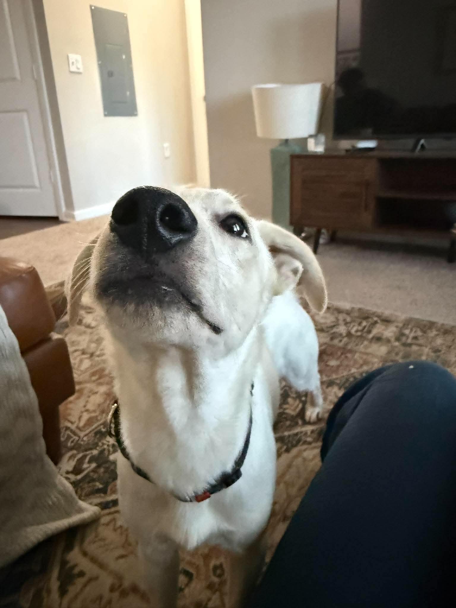 Enlarge Fenn, a Adoptable mixed breed in Wando, SC image 2/3