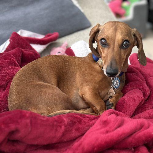 Isabella, Adoptable, Young Female Dachshund.
