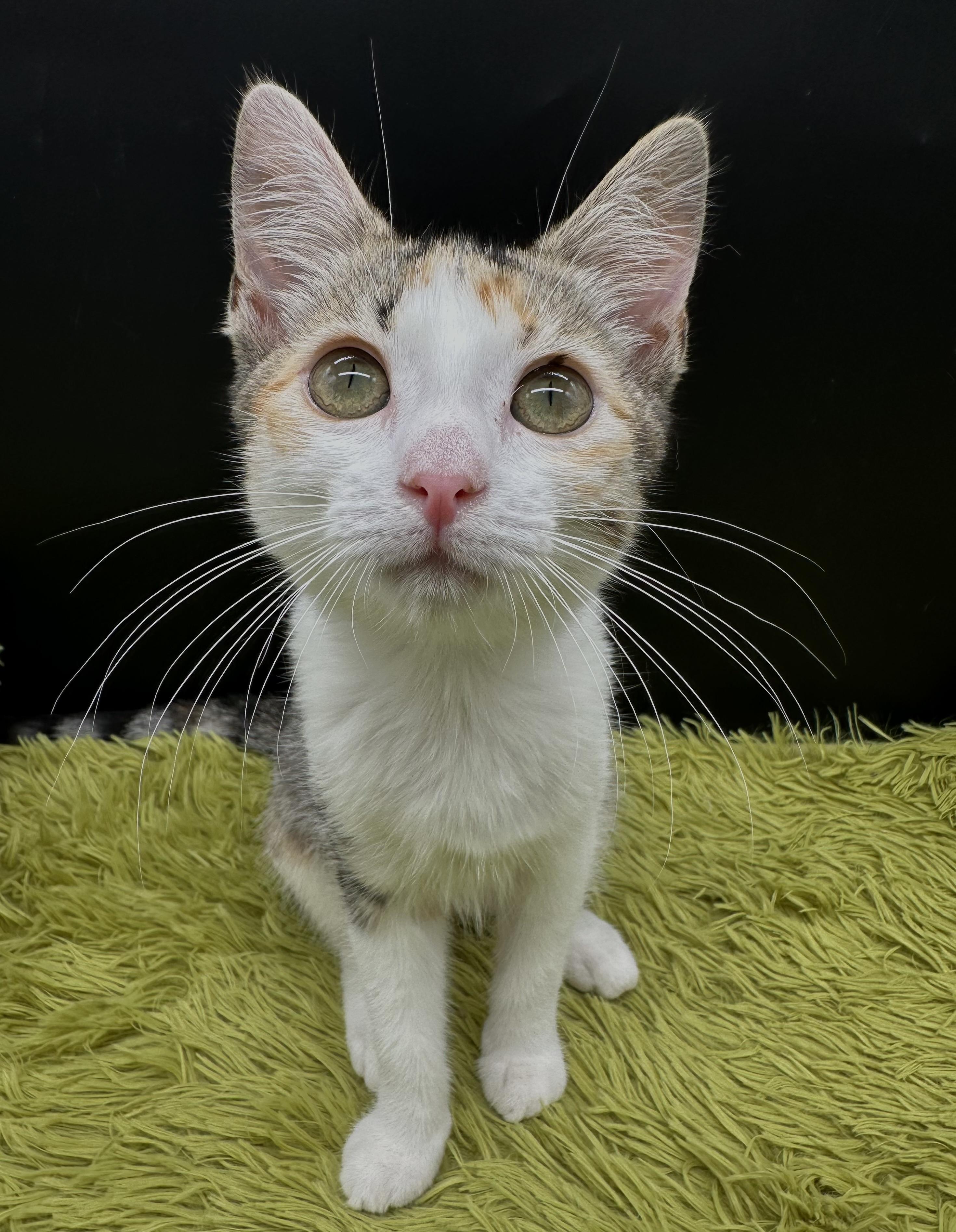 Enlarge Lainey, a Adoptable Domestic Short Hair in HUNTINGTON BEACH, CA image 2/6