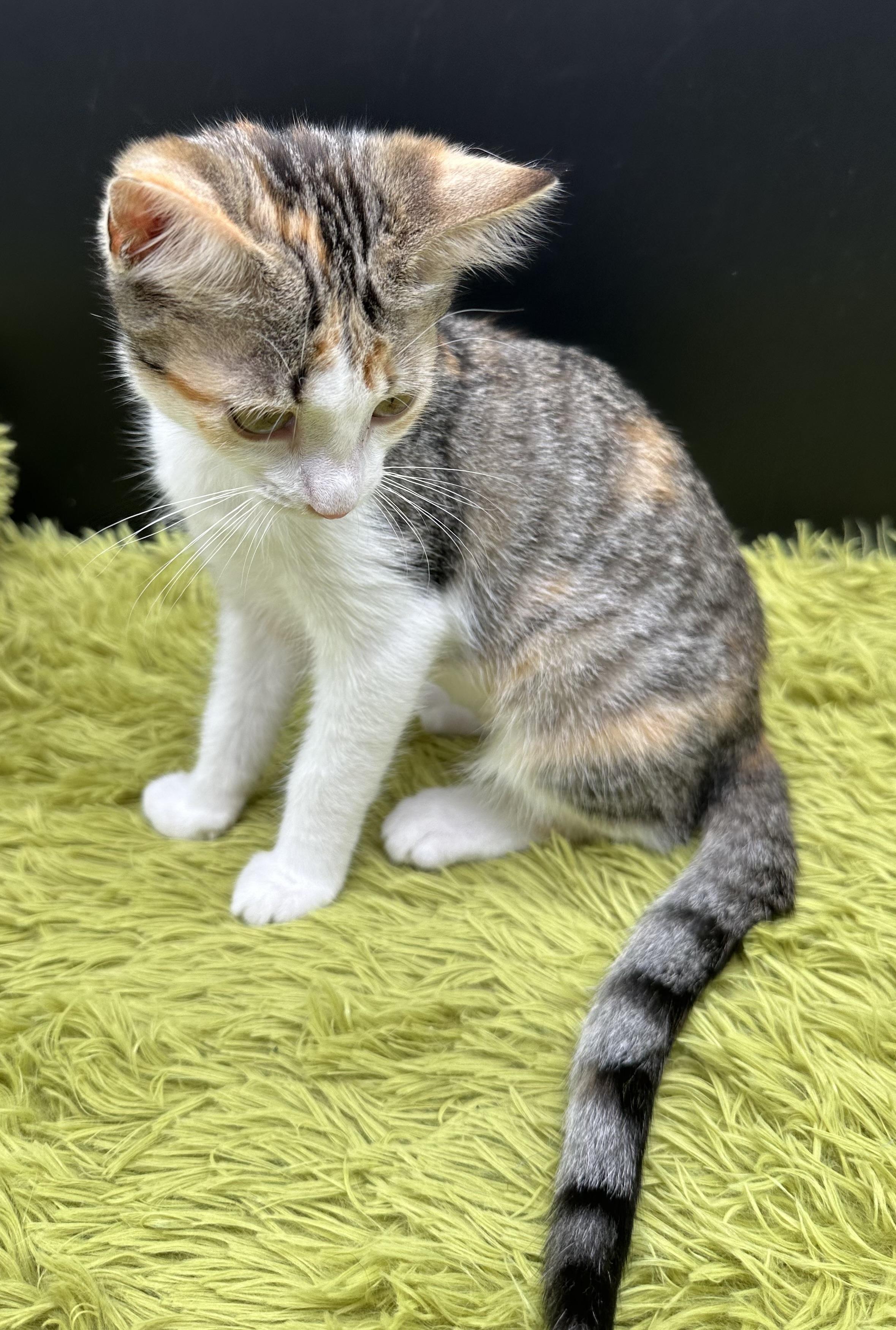 Enlarge Lainey, a Adoptable Domestic Short Hair in HUNTINGTON BEACH, CA image 6/6