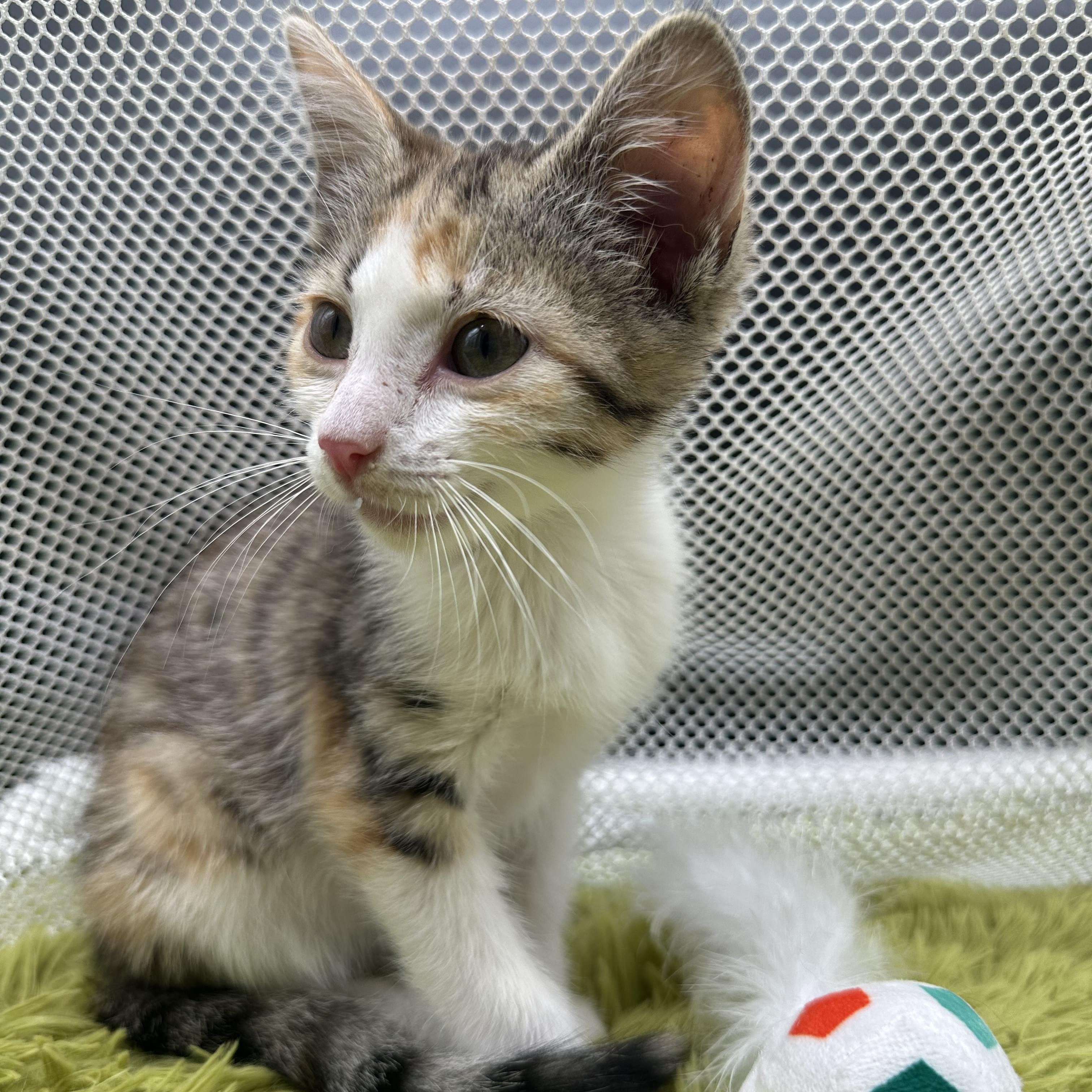 Enlarge Lainey, a Adoptable Domestic Short Hair in HUNTINGTON BEACH, CA image 3/6