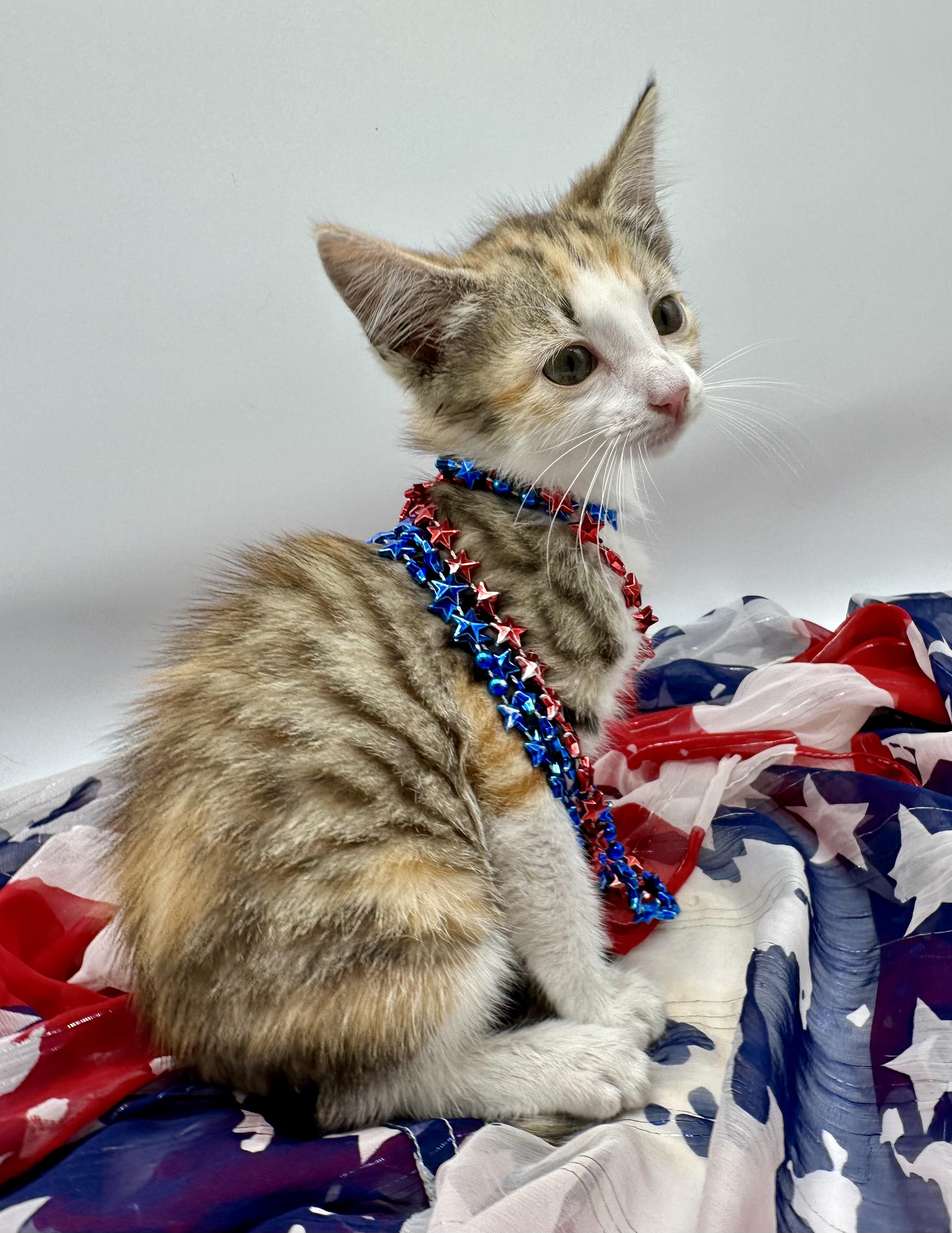 Enlarge Lainey, a Adoptable Domestic Short Hair in HUNTINGTON BEACH, CA image 4/6