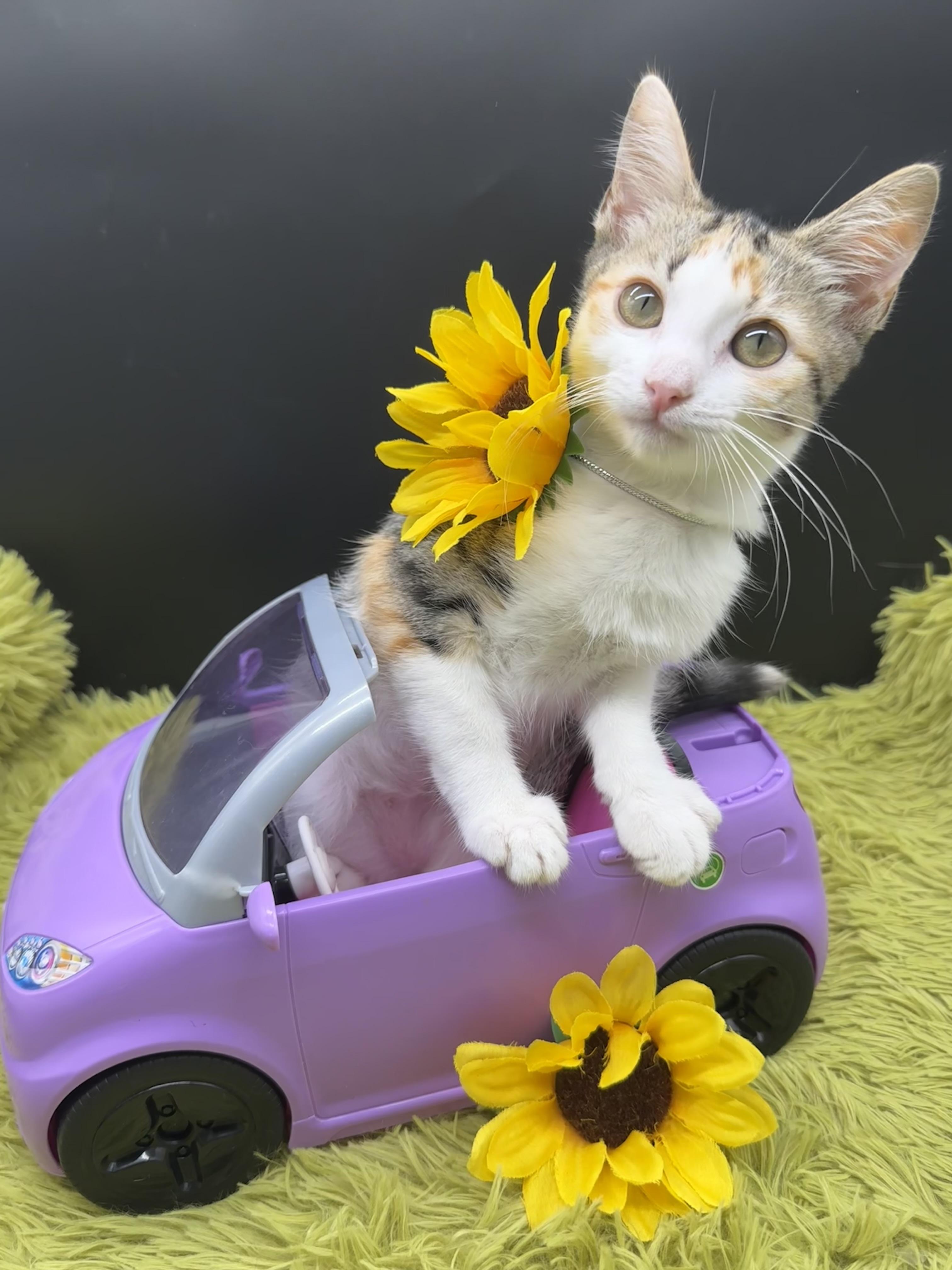 Lainey, Adoptable, Kitten Female Domestic Short Hair.