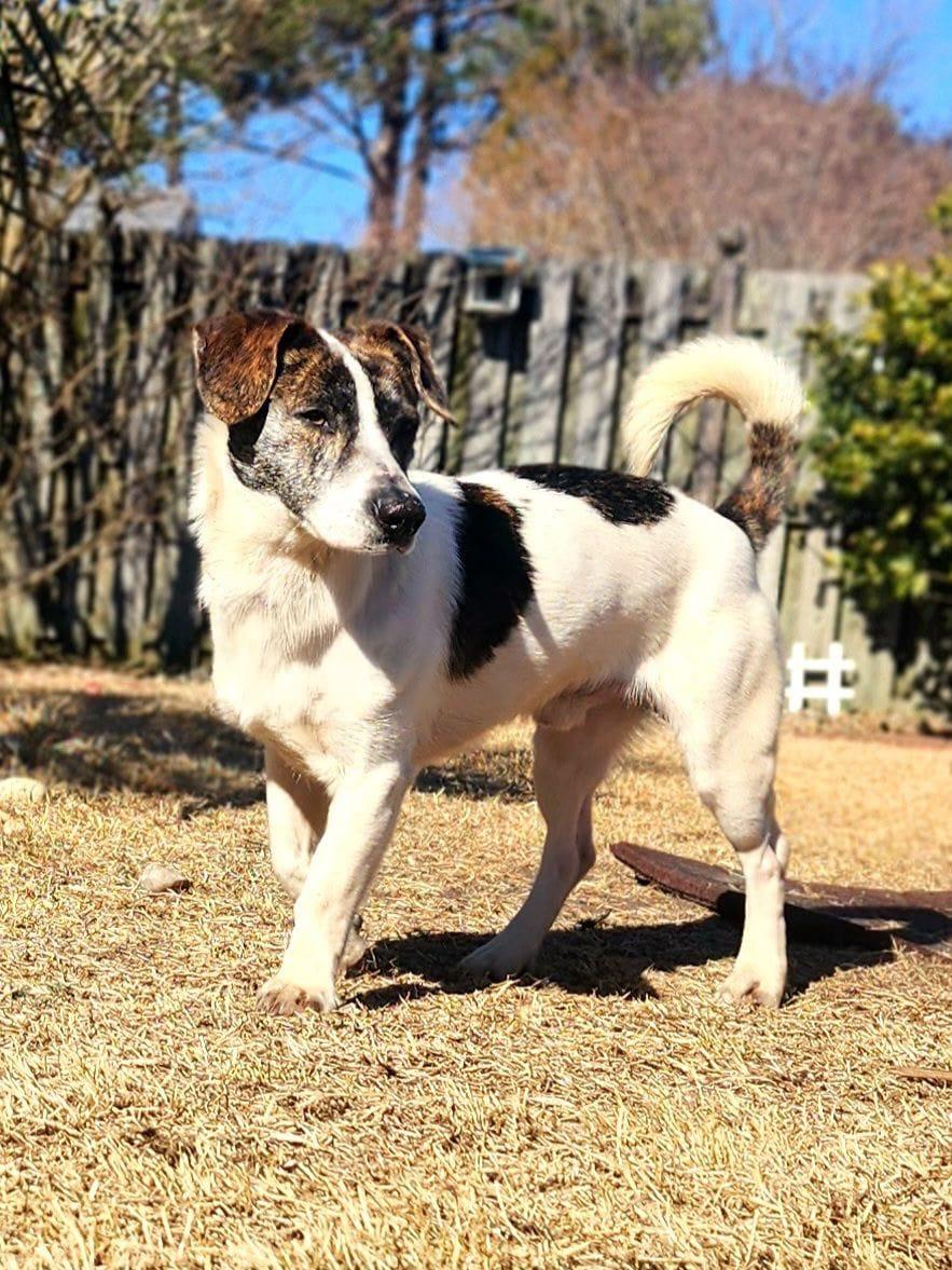 Gryphon, a ADOPTABLE mixed breed in Manhasset, NY image 1/4