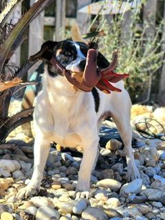 Gryphon, a ADOPTABLE mixed breed in Manhasset, NY image 4/4
