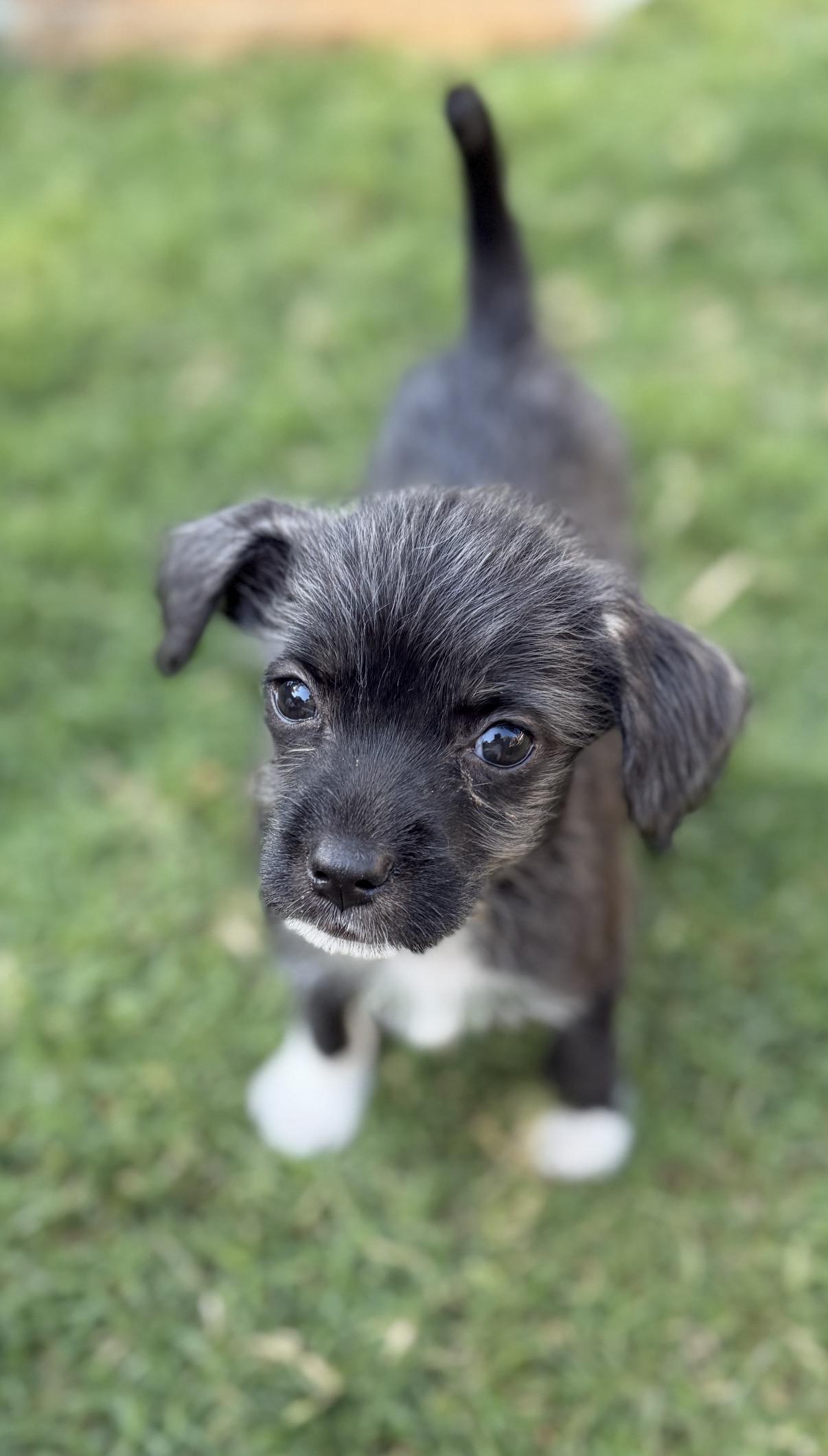 Minnie, adopted, Puppy Female Chiweenie & Parson Russell Terrier.
