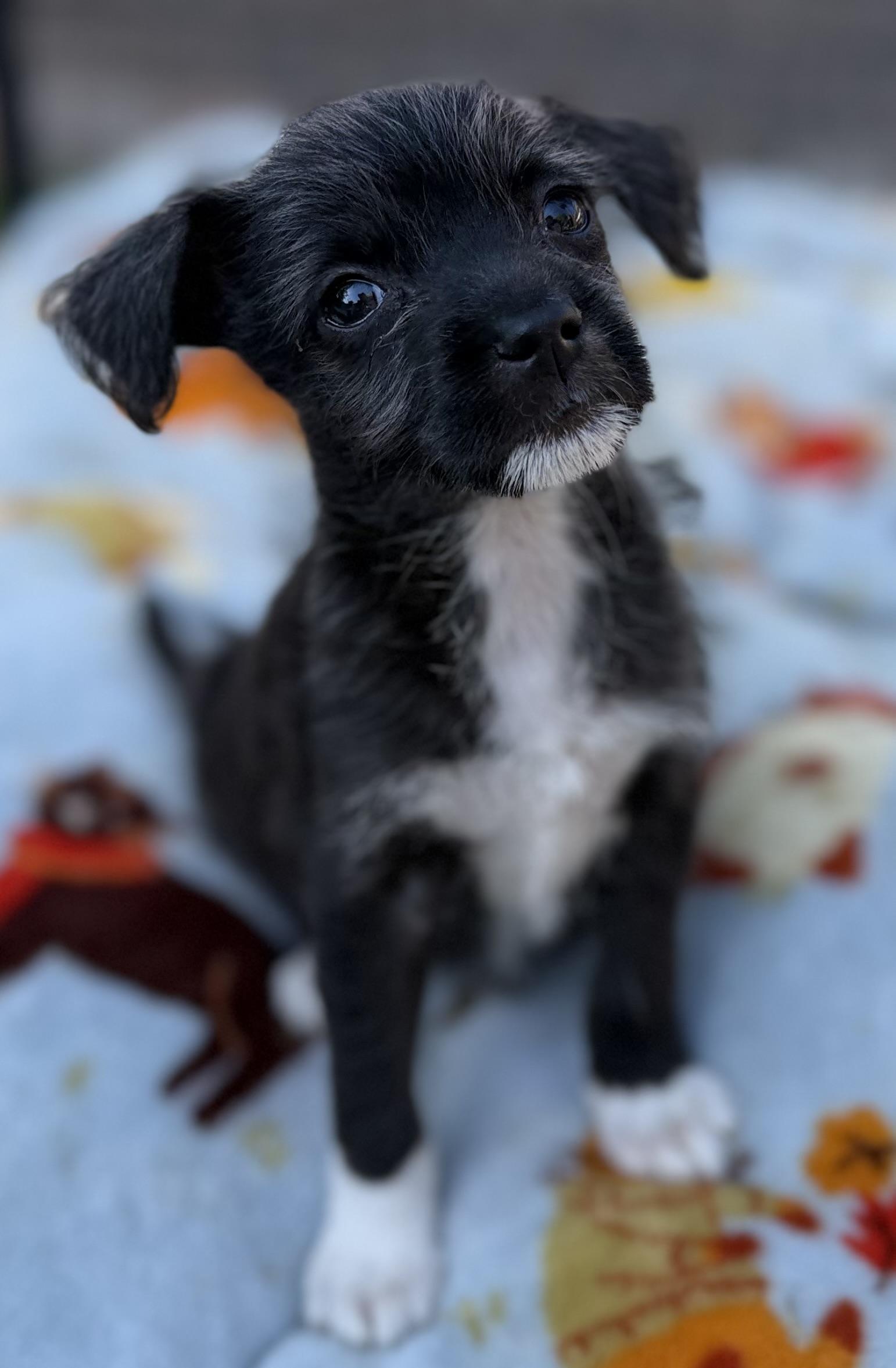 Minnie, an adopted mixed breed in Gilbert, AZ image 2/2