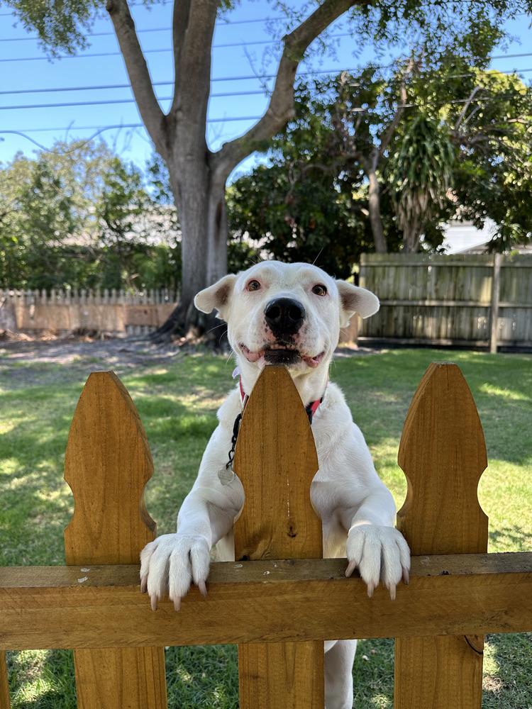 Enlarge Chili, a Adoptable mixed breed in St. Petersburg, FL image 2/6