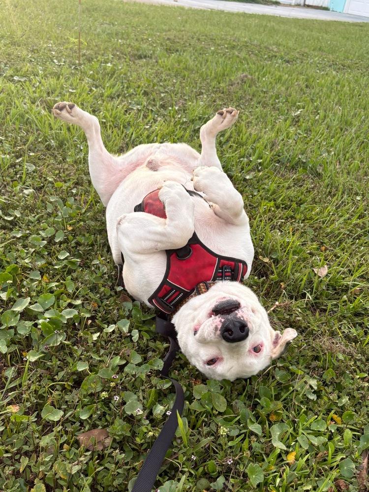 Enlarge Chili, a Adoptable mixed breed in St. Petersburg, FL image 4/6