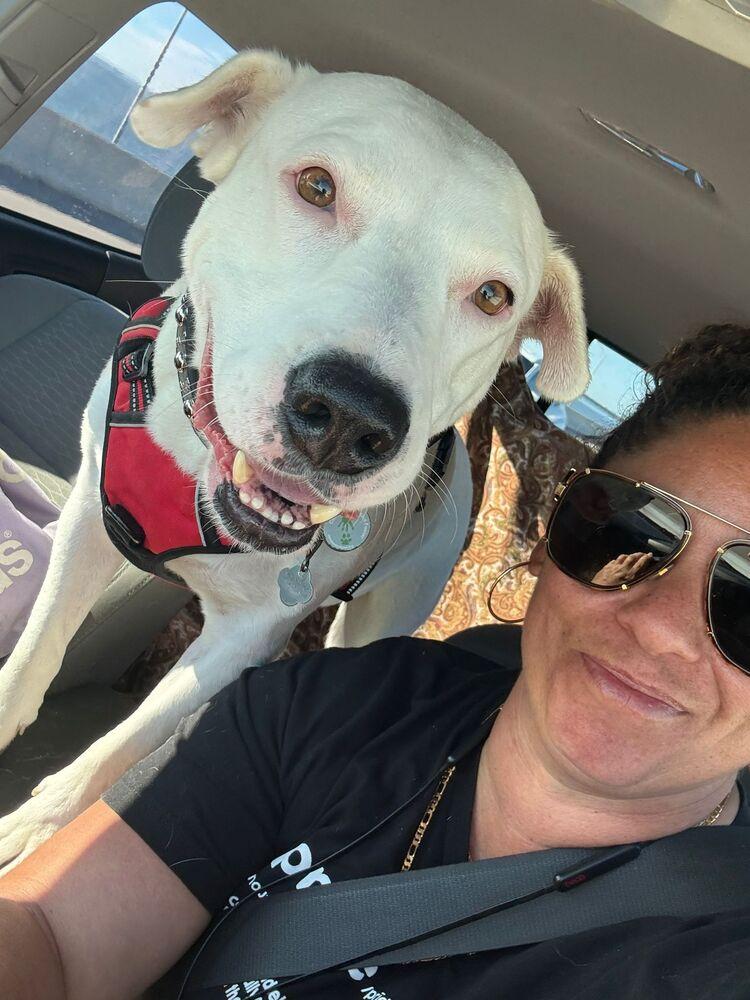 Chili, Adoptable, Adult Male Pit Bull Terrier & Labrador Retriever.