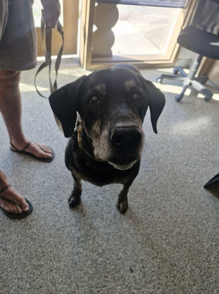 25-183, Adopted, Senior Male Mixed Breed.