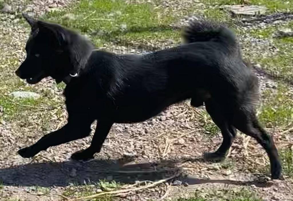 Captain Jack, a ADOPTABLE mixed breed in Polson, MT image 2/4