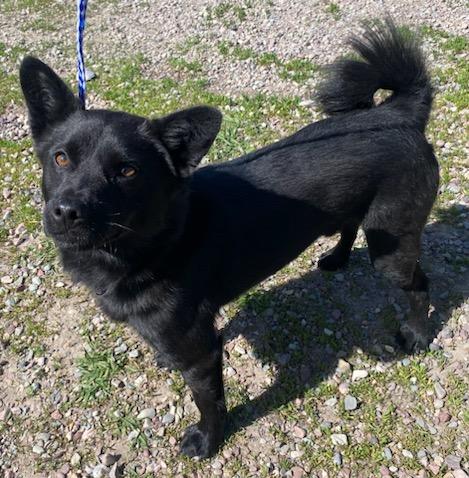 Captain Jack, a ADOPTABLE mixed breed in Polson, MT image 1/4